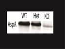 Anti-Aspartoacylase Antibody (for Western blot) from Abcam