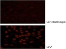 Great Phospho-Chk1 antibody