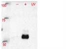Western blot of Phospho Chk1 pS317