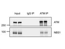 Great ATM antibody for both WB and IP