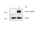 Western blotting of anti-Chk1pS345