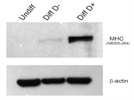 Great antibody