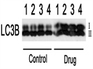 Microtubule-associated protein 1 light chain 3 isoform B (LC3B) antibody from Novus Biologicals, Inc.