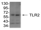 Human, Mouse TLR2 antibody