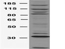 Human TRAF7 Antibody Not working
