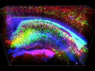  CLARITY Neuroimaging