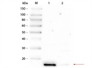 TrueBlot® IP Beads and TrueBlot Monoclonal Secondary Antibodies for IP and IP–Western Blot
