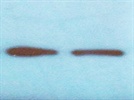 Western blot review for anti-histone H3 (mono methyl K4) antibody