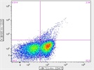 Brilliant Violet 605 anti-mouse CD25 Antibody for Treg staining