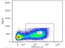 PE/Cy7 anti-mouse CD11c Antibody for Dendritic Cell staining
