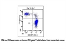 Very Good Anti-Human CD8 antibody