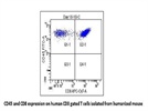 Very Good Anti-Human CD45 Antibody