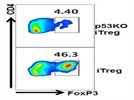 Detection of nuclear FoxP3 expression in CD4+iTregs