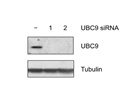 A good antibody for detecting Ubc9