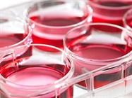  Clean Your Cultures with These Mycoplasma-Elimination Tools