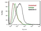Galectin-3 Antibody for Flow Cytometry