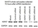 Detection of HSP47 Knockdown using siRNA in NIH3T3