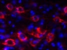 Immunofluroescent staining fixed tissues