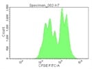 Using CD3/CD28 Beads for T cell Stimulation