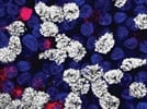 Donkey Anti-Mouse IgG (H+L) Secondary Antibody, Alexa Fluor® 647 Conjugate