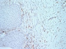 Specific marker for macrophages