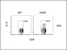Th2 Cytokine IL-4 in House dust mite model