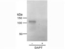Good NICD1 Antibody