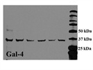 Galectin-4 WB detection