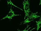 Detecting cytochrome c by immunofluorescence