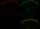 Stable, reliable secondary fluorophore
