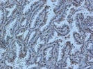 Immunohistochemistry-Paraffin
