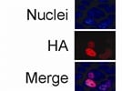 Good secondary antibody
