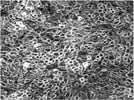 Immunofluorescence staining using Life Technologies AF 2nd Ab