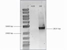 Hi Fidelity Polymerase