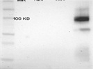 EPAC1 Western blot