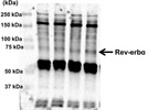 NR1D1 Antibody used for Western blotting