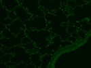 Rev-erb A alpha/NR1D1 Antibody for Immunohistochemistry