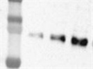 Very good Bmal1 antibody for immunoblotting