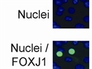 Good secondary antibody