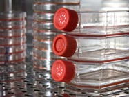  Protein Production & Purification