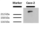 Alpha Fodrin Antibody in Western Blot