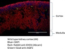 learn more