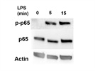 Western Blot superstar