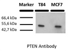 PTEN Antibody in Western Blot