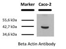 Beta Actin Antibody in Western-Blot