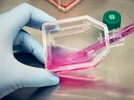 Cell-Culture Health | Biocompare: The Buyer's Guide for Life Scientists