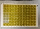 Reliable Human TNF-RII ELISA kit