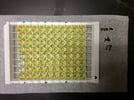 Human sCD14 ELISA