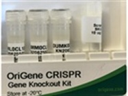 Knock-out Kit via CRISPR, for Every Human/Mouse gene