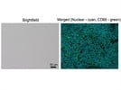 Excellent recognition of CD68+ macrophages in various tissues of the mice